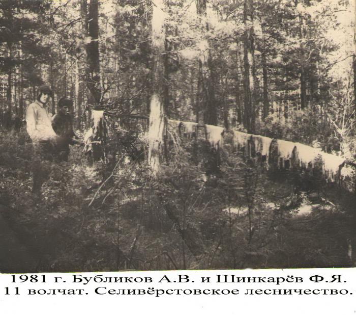 Июль 1981 г. полностью уничтожен выводок волчат.