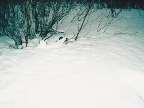 Затаилась.