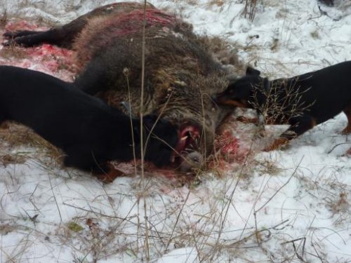Снова ягды