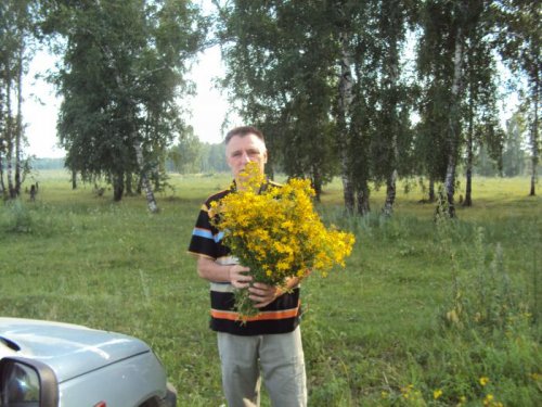 Сбор зверобоя