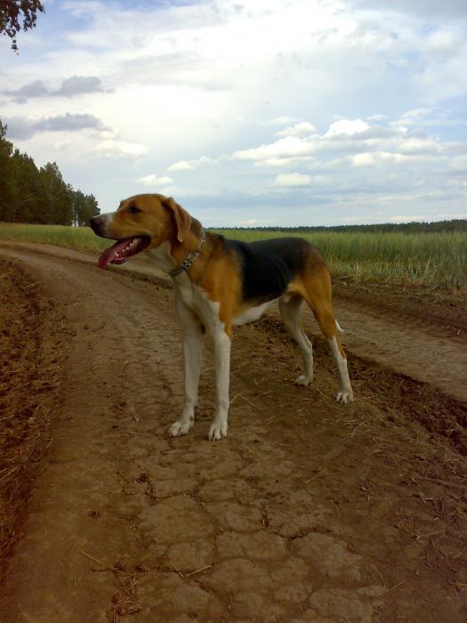 гром