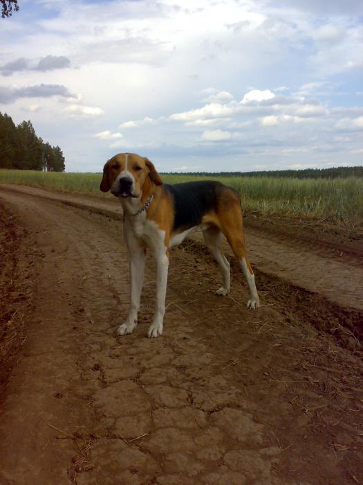 гром