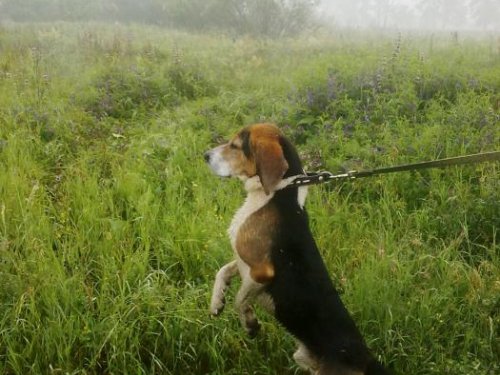 Слышал гон и перевидел зверя ))) 