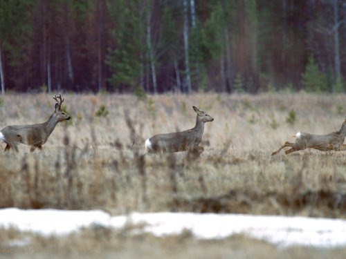 Бегущие косули