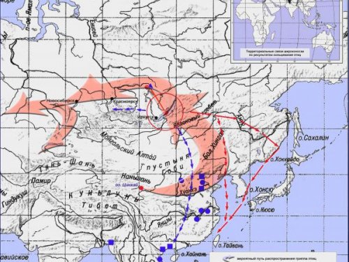О первичной обработке водоплавающих и околоводных птиц