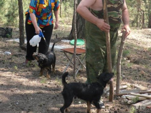 На отдыхе в лесу.