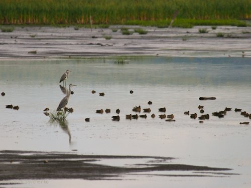 Конец августа на водоёме