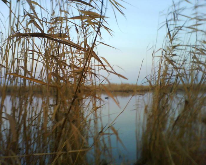 В камыше