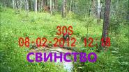 Свинство на солонце