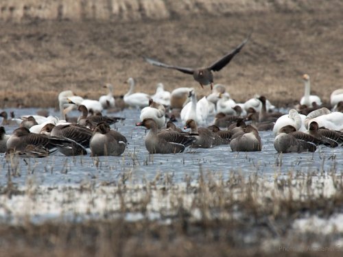 Гуси на кормежке во время пролета