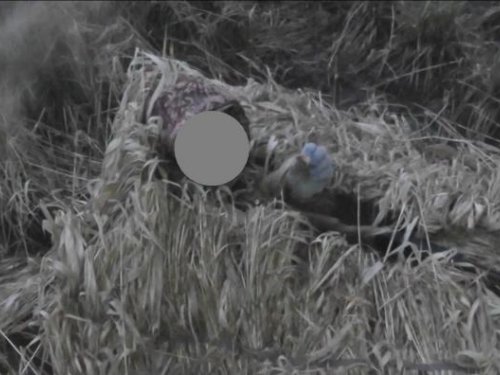 скрад переносной полулежачий не промокаемый, не продуваемый