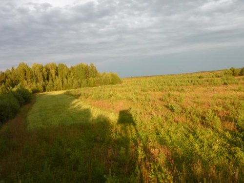 На овсах.