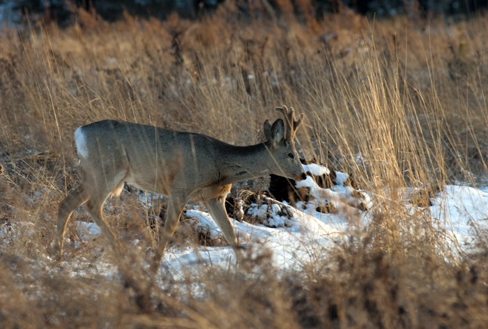 Выход косули на вечернюю кормёжку