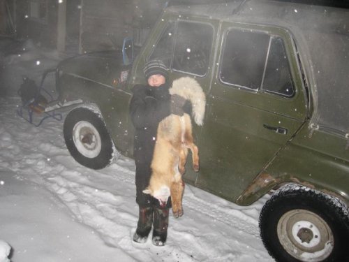 хороший воротник будет