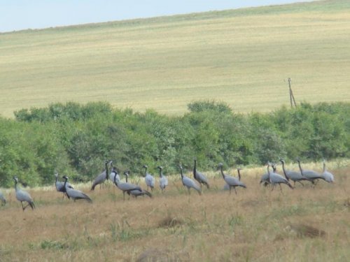 Журавль-красавка в окрестностях оз. Белё (респ. Хакасия)