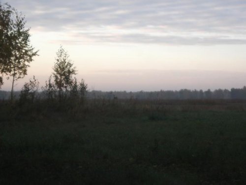 Косуля