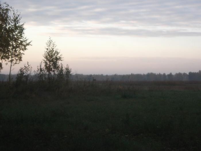 Косуля