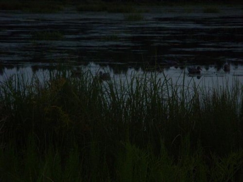 Плавают.