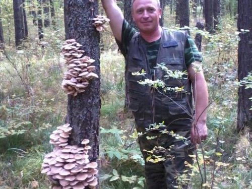 Опятки.....
