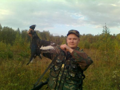 молодой тетерев