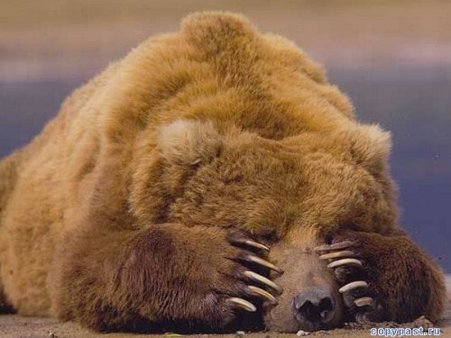 Как быть медведю?