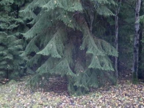 Нестандартная ель