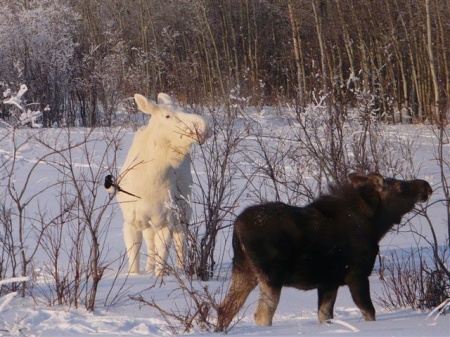 Лось альбинос