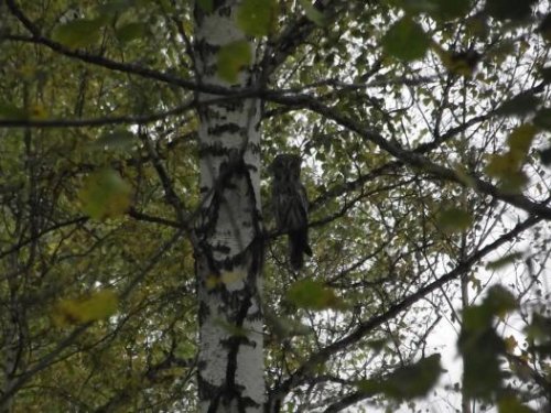 сова,ну очень большая.