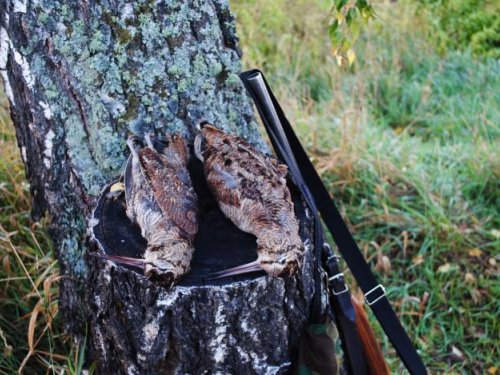  Осенние вальдшнепы