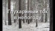 Глухариный ток в непогоду
