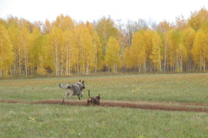 Полёт в золотой осени.