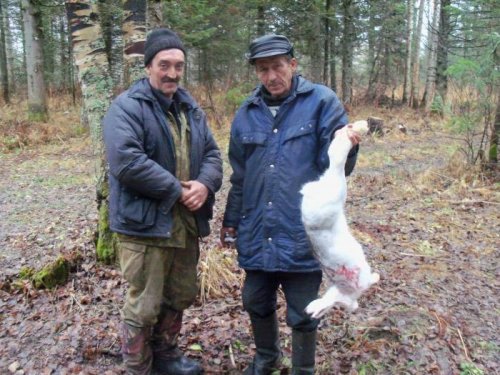 охота в золотой тайге.
