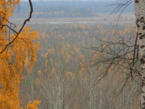 Таежные просторы