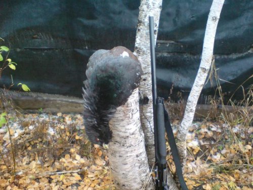 02 10 2012  Глухарёк