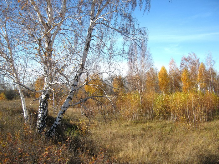 Осень золотая.