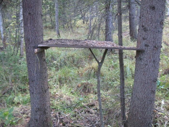 Галечник для рябых