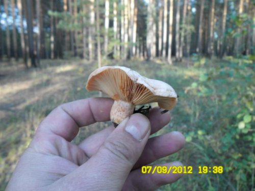 рыжий