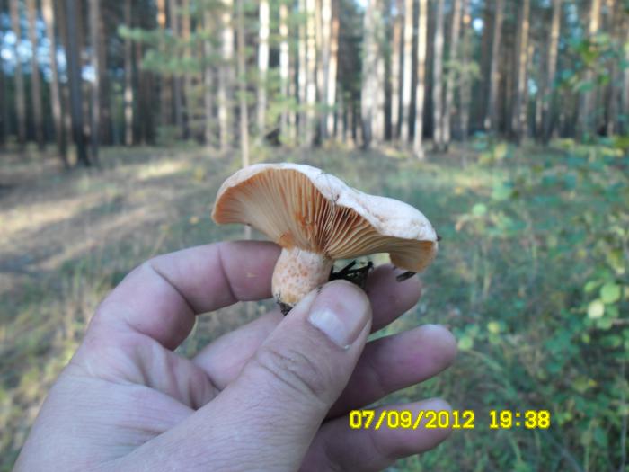 рыжий