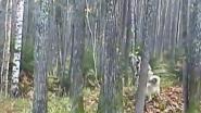 Охота с западно сибирскими лайками на белку