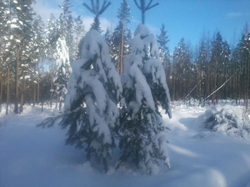 вот и всё пришла зима.