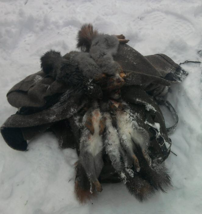 Белочки.