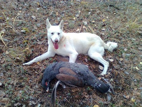 помощник доволен