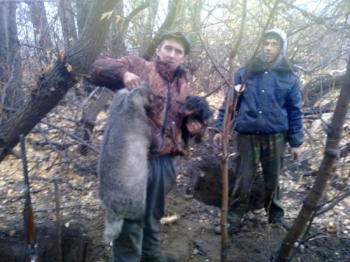 Взяли барсучка!