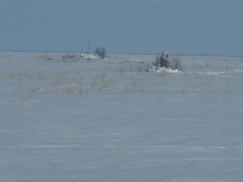 в засаде ,ждем гусиков