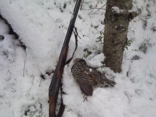 Рябчик