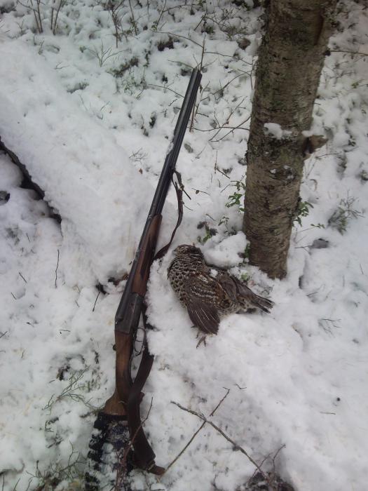 Рябчик