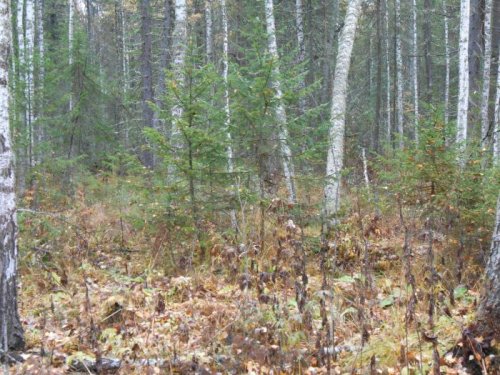 Сказочная тайга. Первое знакомство.