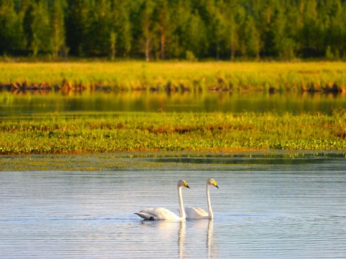 Лебедь Кликун