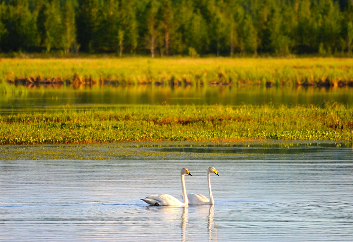 Лебедь Кликун