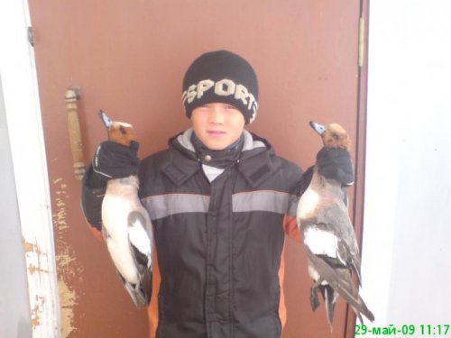 племяш с утками